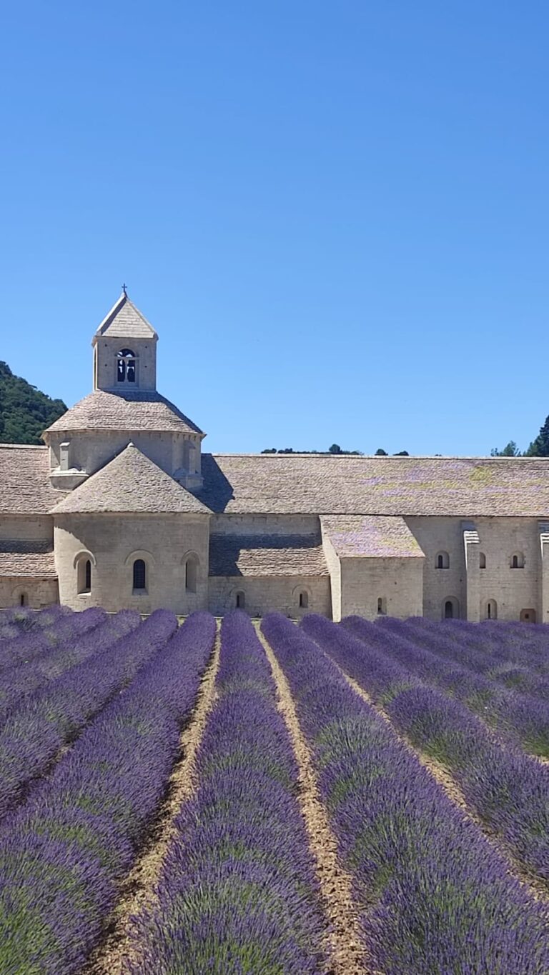 Lavender Fields